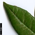 SpeciesSub: var. russotinctum Triplonaevium Group
